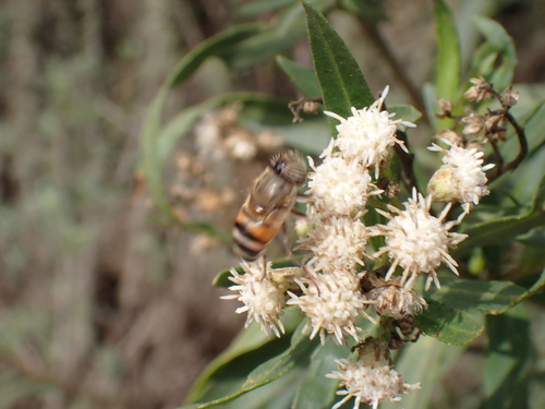 iNaturalist observation photo of Stripe-eyed Lagoon Fly