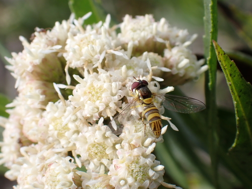 iNaturalist observation photo of Oblique Streaktail