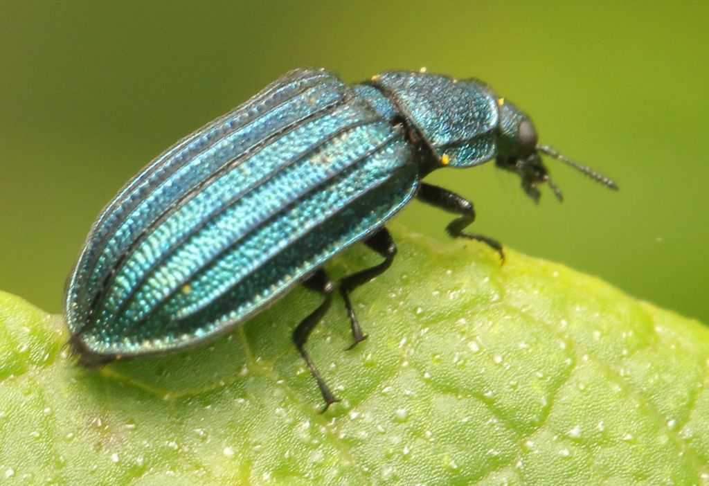 Groovewing Flower Beetles
