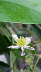 Clematis campestris