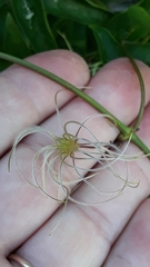 Clematis campestris