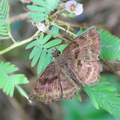 West-Mexican Spurwing (Systaspes funebris)