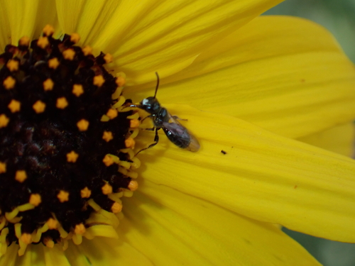 iNaturalist observation photo of Ceratina acantha