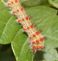 Holocerina smilax