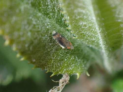 iNaturalist observation photo of Scaphytopius majestus