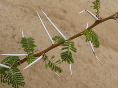 Vachellia reficiens