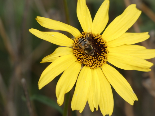 iNaturalist observation photo of Yellow-shouldered Drone Fly