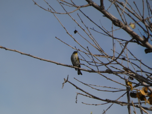 iNaturalist observation photo of Yellow-rumped Warbler