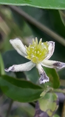 Clematis campestris