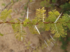 Vachellia reficiens