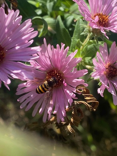 Unknown species found near East Nashville, Nashville, TN, USA