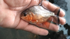 Piaractus brachypomus