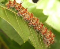 Holocerina smilax