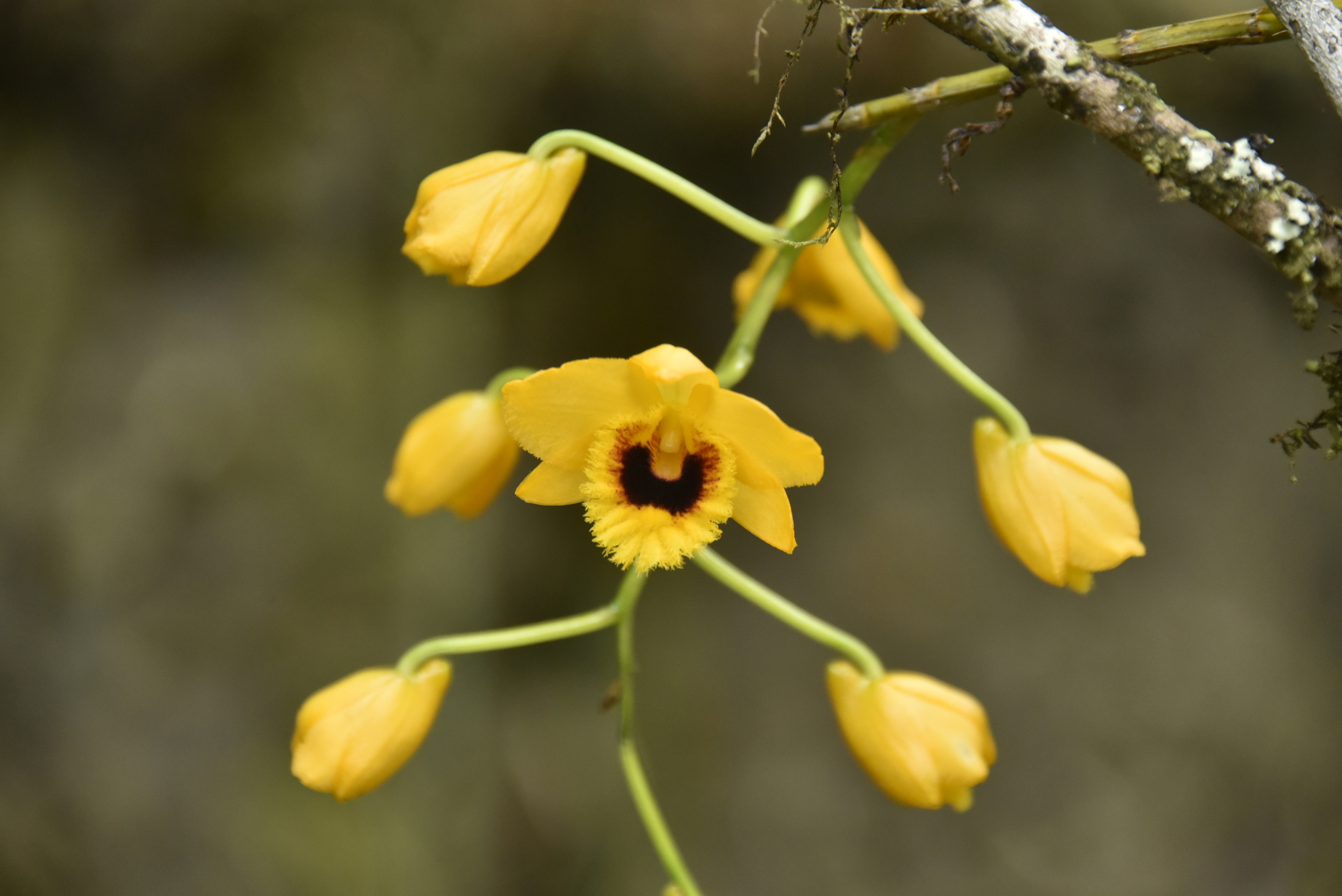 Imagem de dendrobium