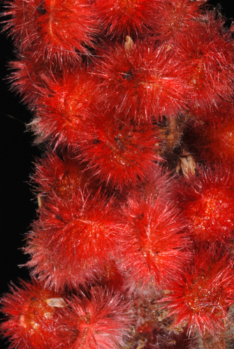 Rhus typhina