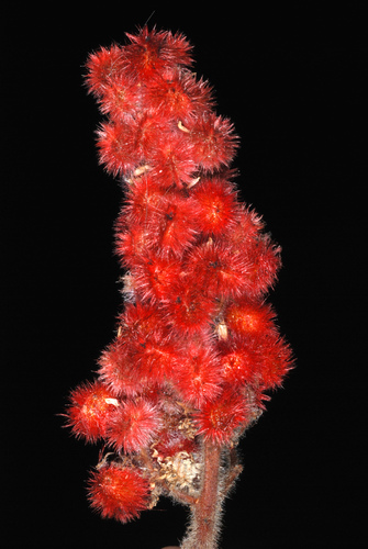 Rhus typhina
