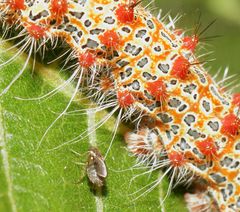 Holocerina smilax