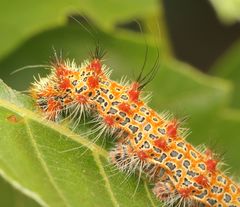 Holocerina smilax