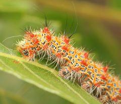 Holocerina smilax