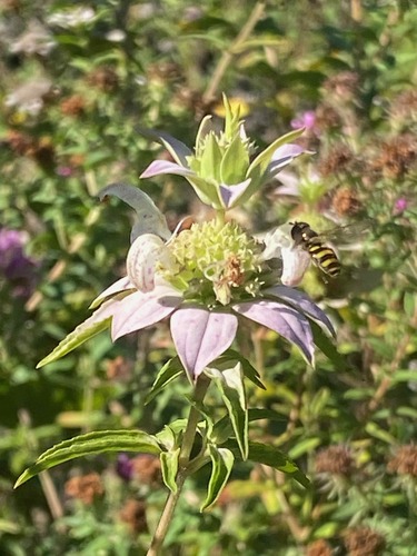 Unknown species found near East Nashville, Nashville, TN, USA