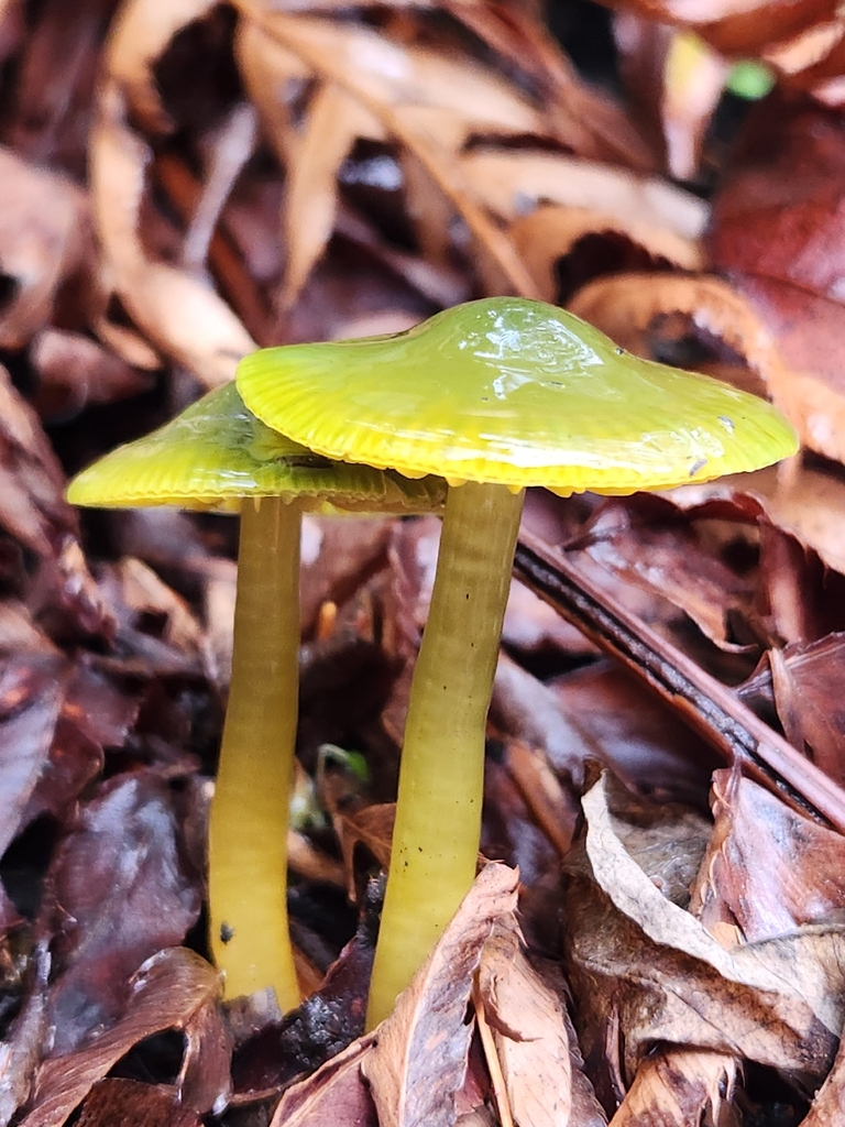 Gliophorus psittacinus · November 2025 · photo: © dinalab (iNaturalist, cc0)