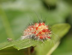 Holocerina smilax