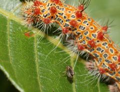 Holocerina smilax