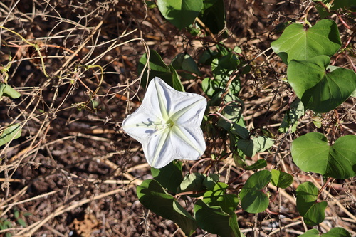 Ipomoea alba: Herkunft und Verwendung — Foto 1