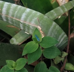Poecilocarda cosmopolita