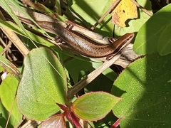 Orosaura nebulosylvestris
