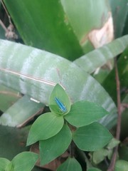 Poecilocarda cosmopolita