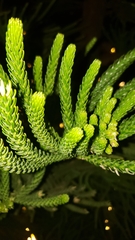 Araucaria columnaris