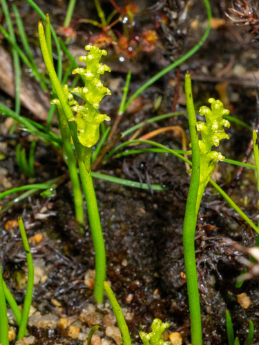yellow onion-orchid (Microtis atrata)