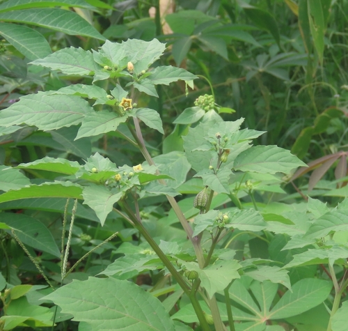 cutleaf groundcherry