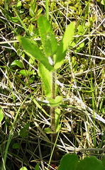 Stachys aspera