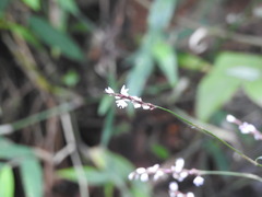 Persicaria jucunda