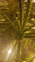 Araucaria columnaris