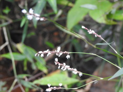 Persicaria jucunda