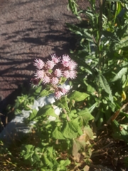 Ageratina deltoidea