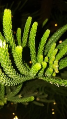 Araucaria columnaris