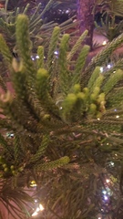 Araucaria columnaris