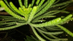 Araucaria columnaris