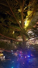 Araucaria columnaris