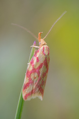 Hypercallia citrinalis