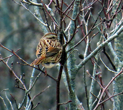 Melospiza melodia image