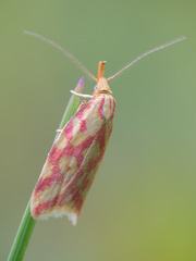 Hypercallia citrinalis