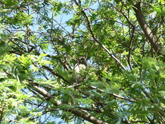 Glaucidium