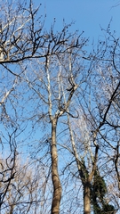 Liquidambar styraciflua