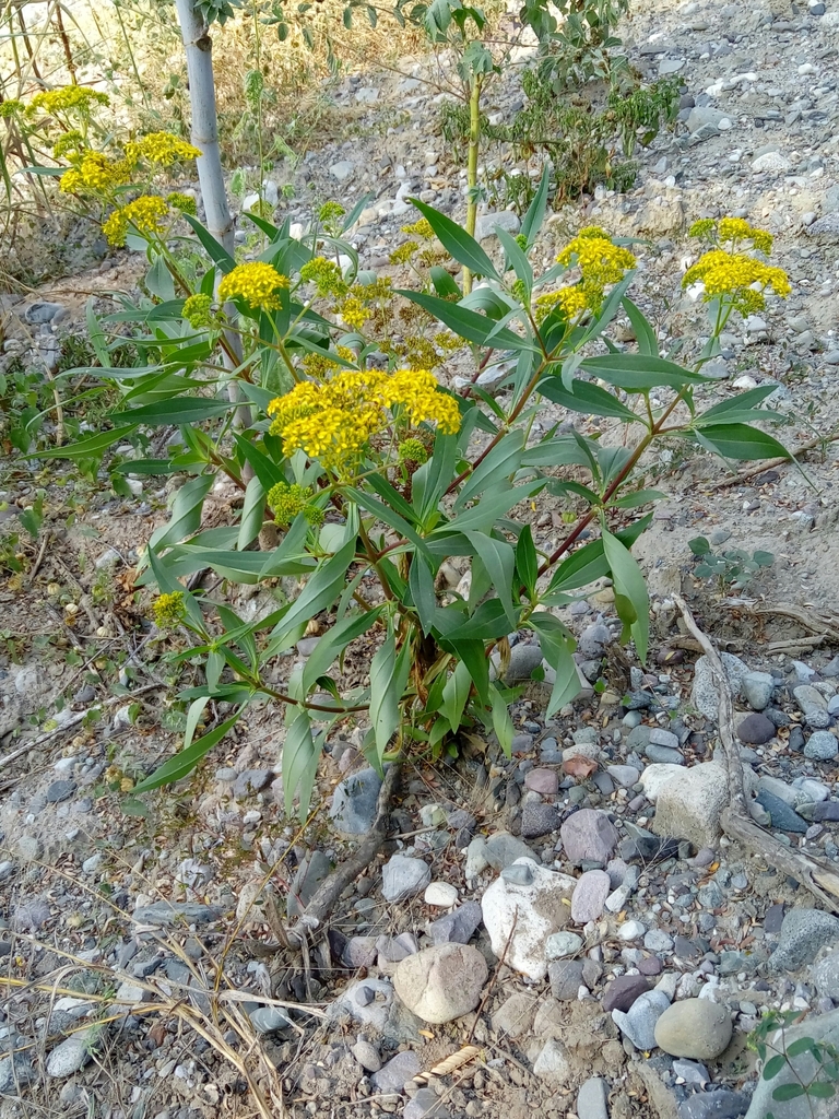 Flaveria robusta