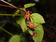 Pyrrhopeplus carduelis